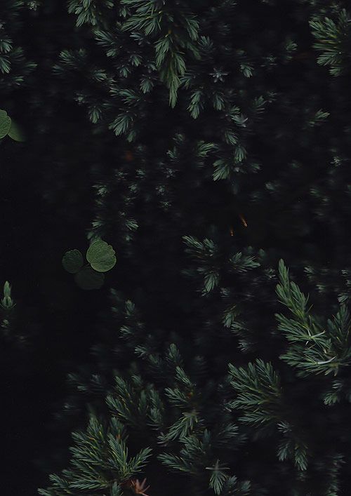 dark forest leaves My iPhone Backgrounds Pinterest