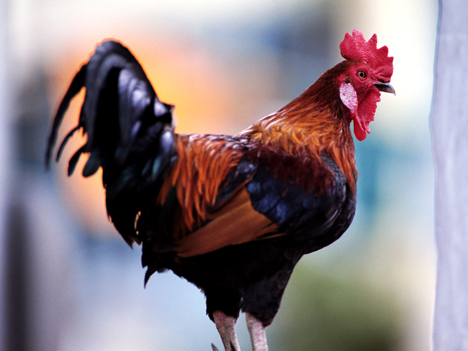 Background Animal Life All Animals Rooster Wallpaper