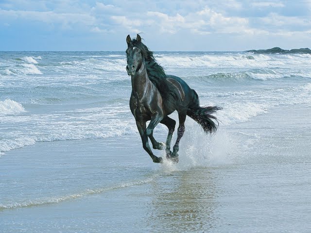 Black Horse And Sea Wallpaper In Animals Horses Desktop