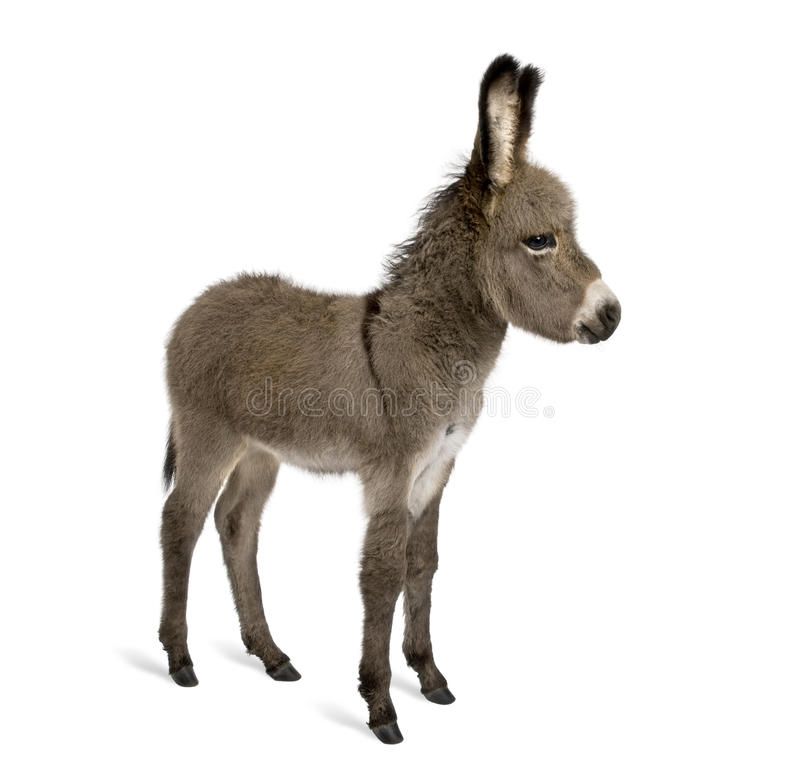 Donkey Foal Against White Background Side Of