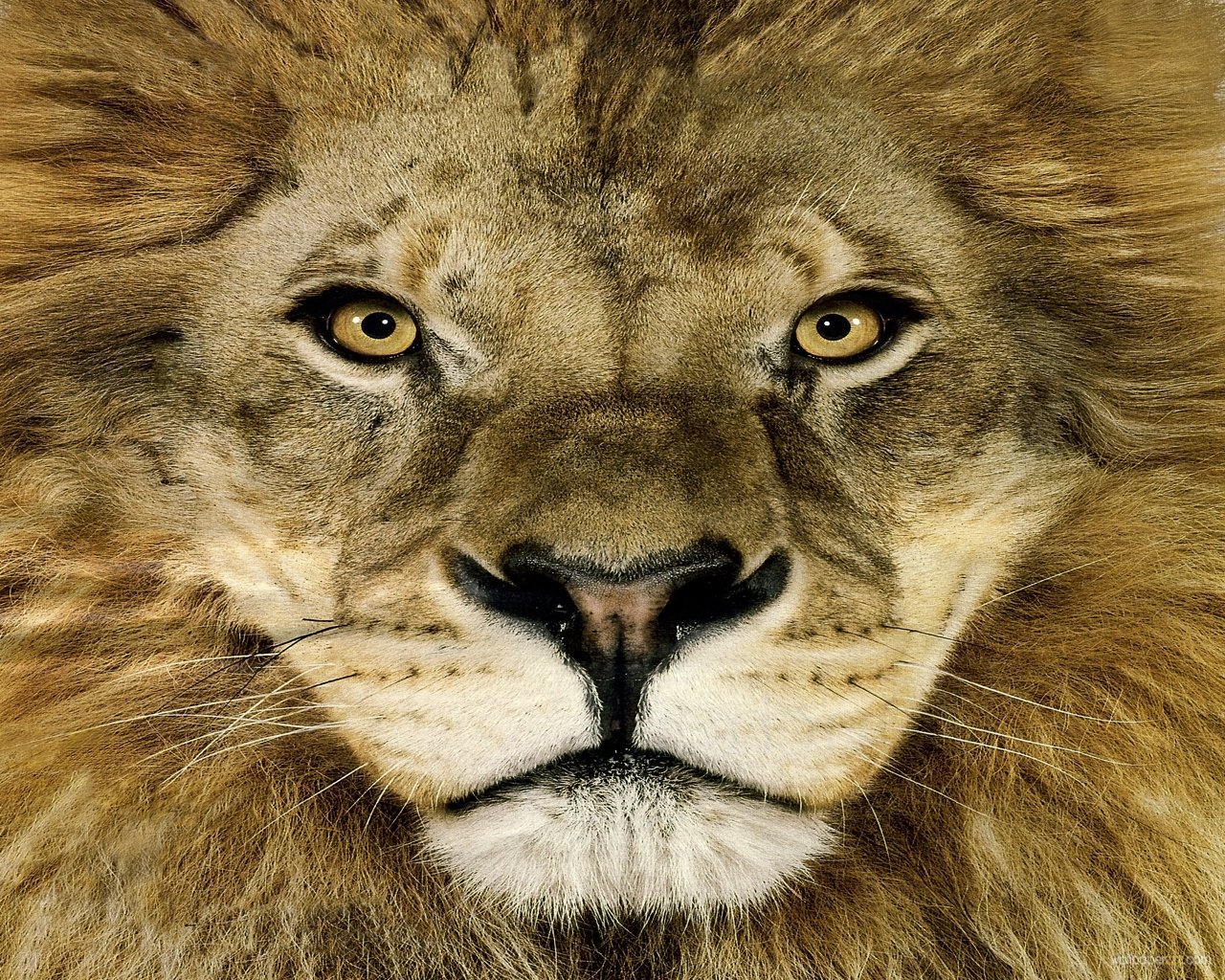 Lion Face Wallpaper