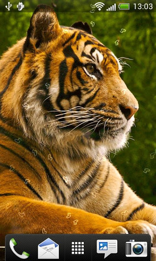 Tigers Live Wallpaper Game For Android Brothergames
