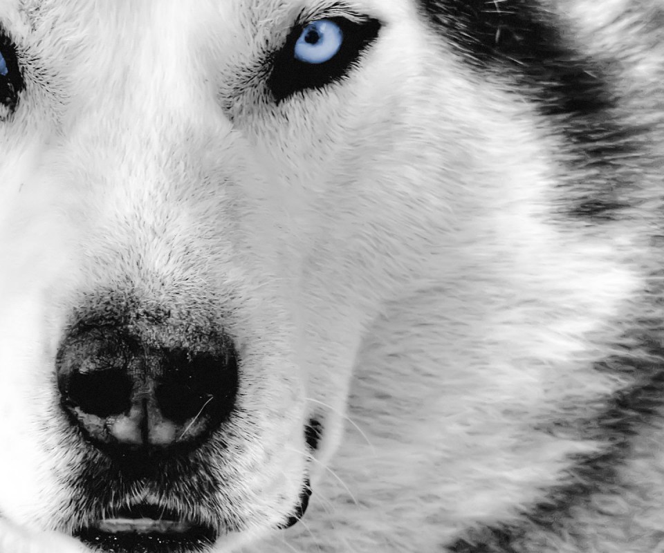 Amazing Animals Wolf Wallpaper Wallpaper55 Best