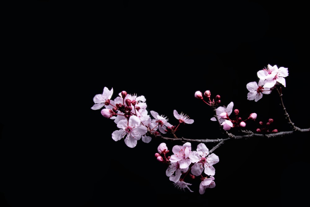 5425801 Prunus x cistena  Black flowers wallpaper Cherry blossom  wallpaper Dark flowers