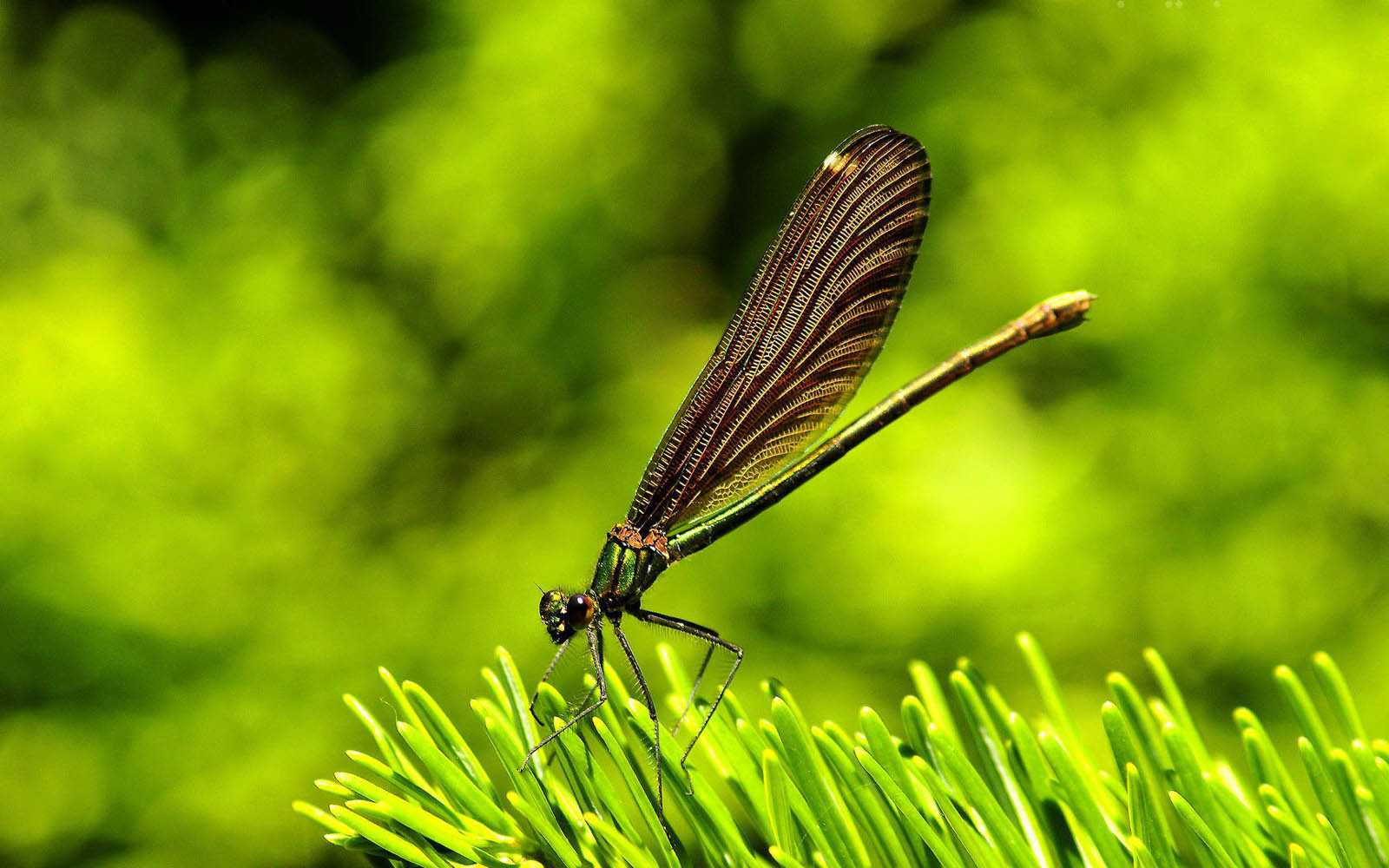 Dragonfly Wallpaper Of
