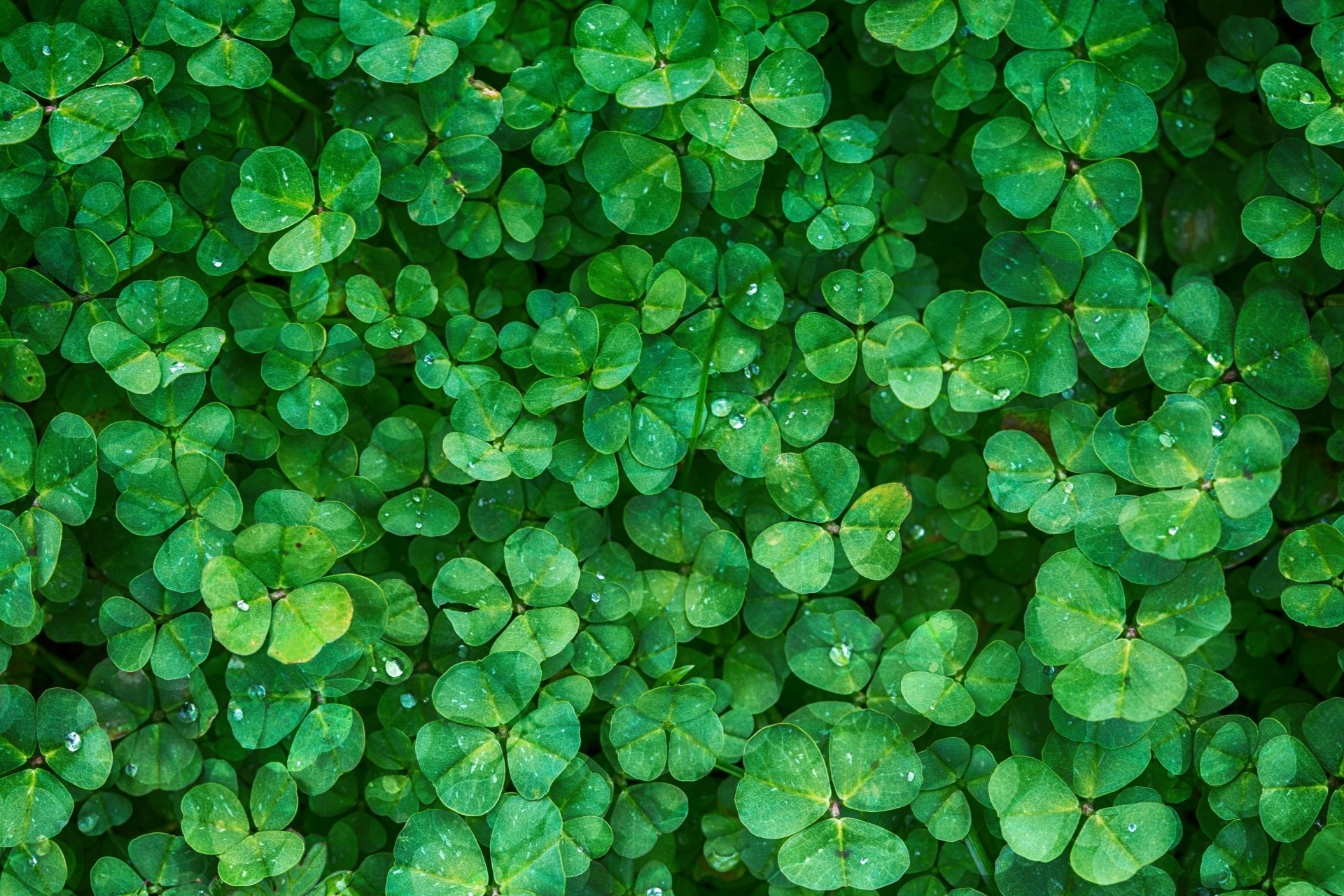 Green Shamrock Plant Nature Leaf Greenery Clover 4k Ultra HD Wallpaper
