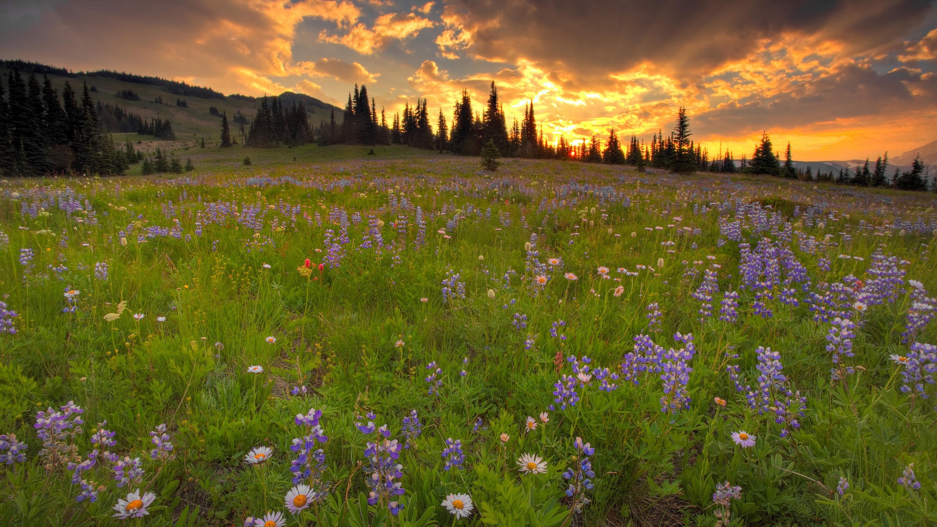 🔥 Download Wildflowers In The Meadow Wallpaper by @craiganderson | Wild ...