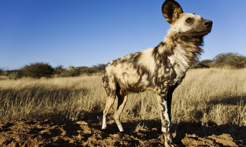 African Wild Dog Wallpaper Android Apps On Google Play