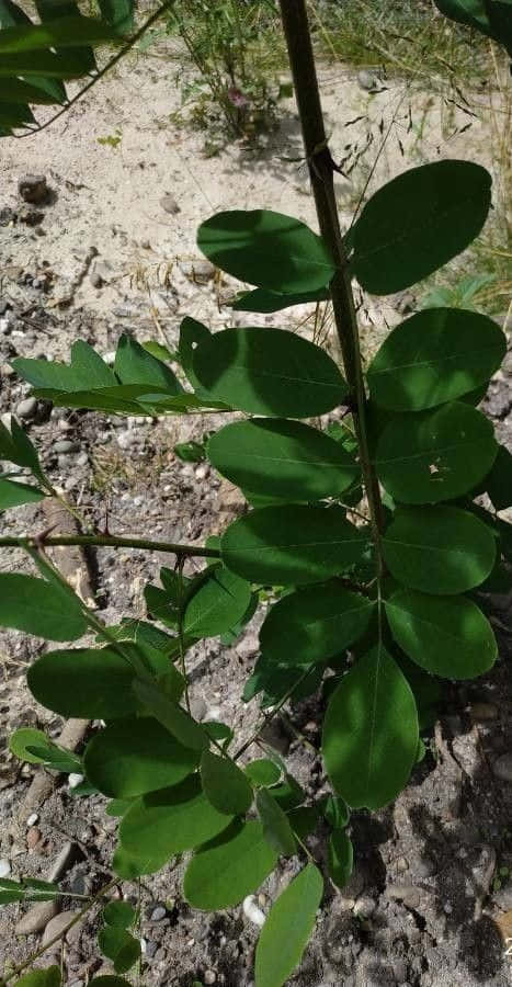 Black Locust X Wallpaper