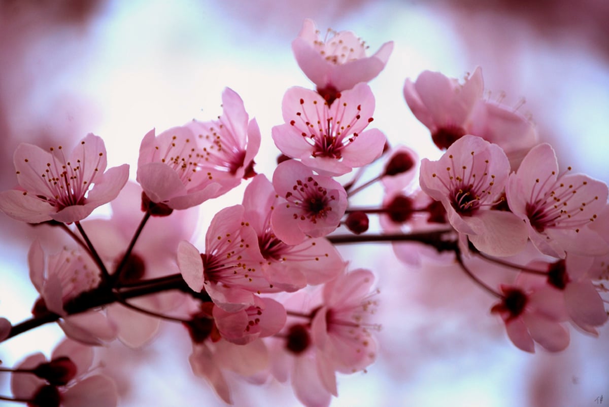 Beautiful Pink Cherry Blossom Wallpaper   Colors Photo 34590394