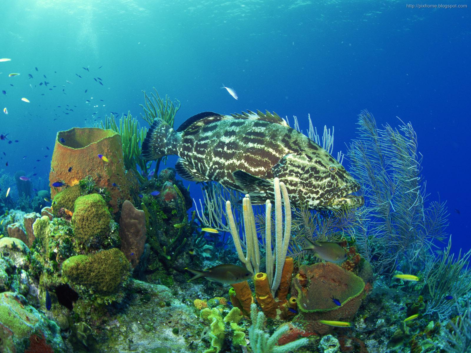 Underwater Sea Animal Creatures Plants Pictures Hq