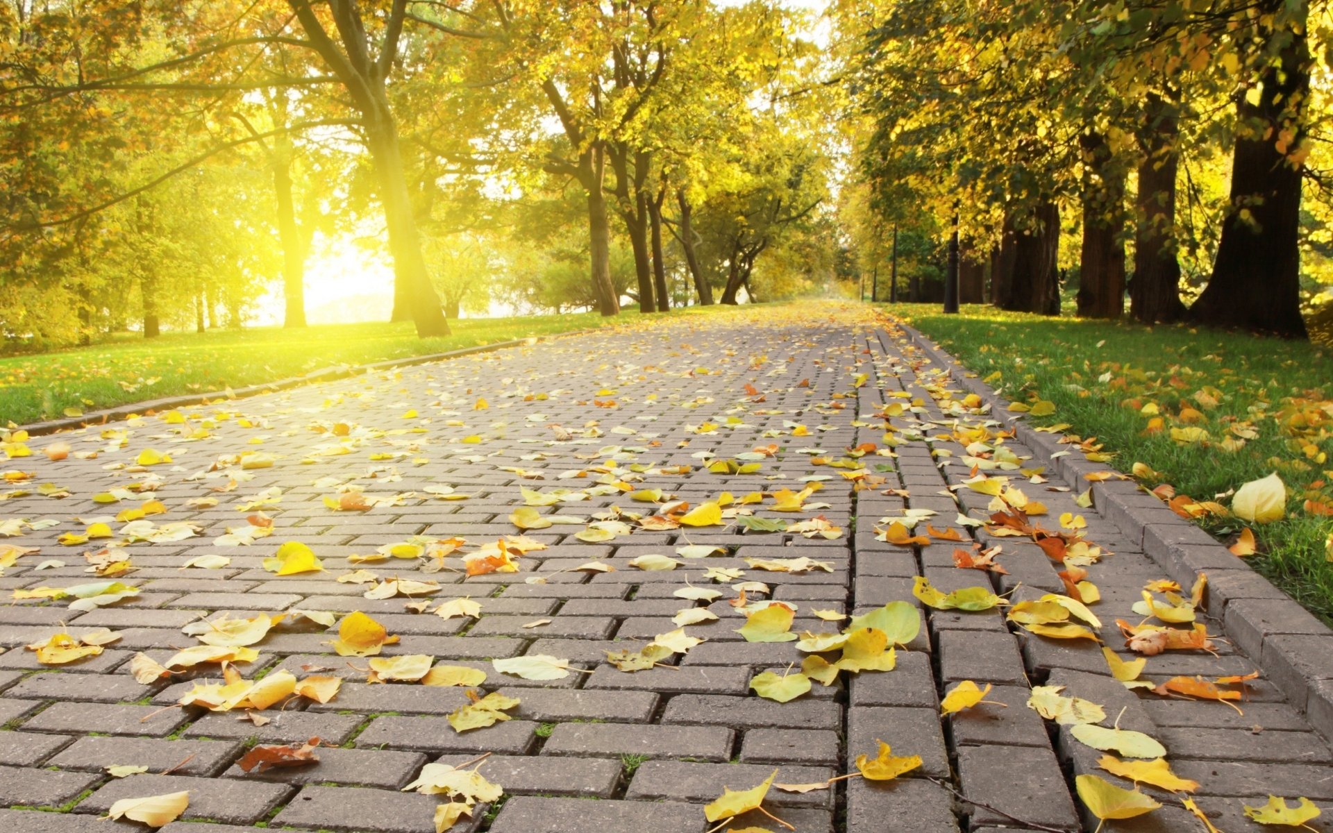 Trees Sun Grass Leaves Avenue Wallpaper