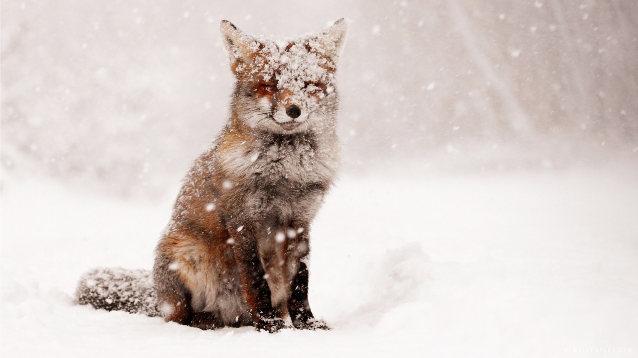 Fox In Snow HD Wallpaper IHD