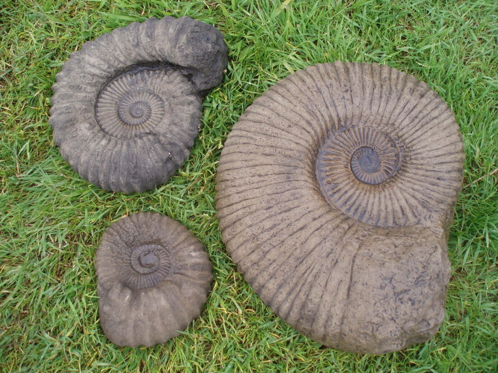 Ammonite Fossilson Grass K868lfxuz9ohi450 Wallpaper