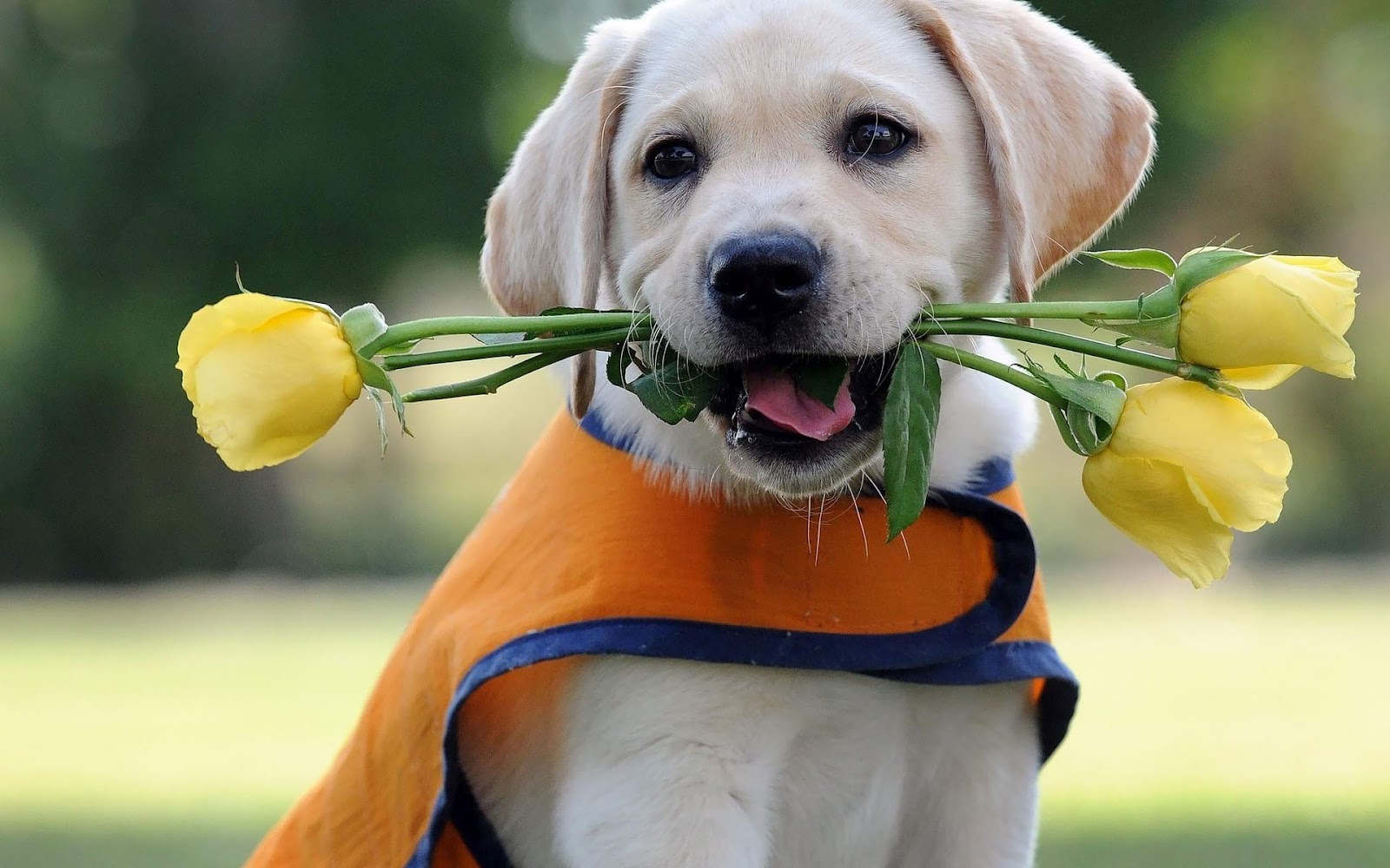 hd dog wallpaper with a dog with yellow roses in his mouth hd dogs
