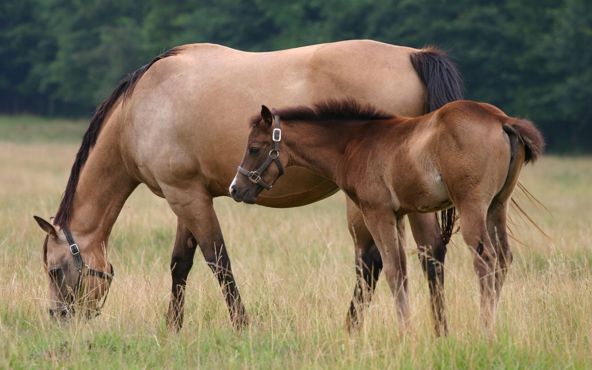 Horse And Foal In A Pasture Wallpaper Image
