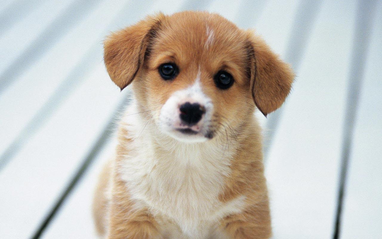 Puppy Live Wallpaper Android Apps On Google Play