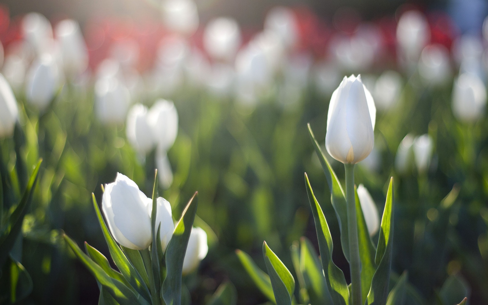 White Tulips Spring Wallpaper