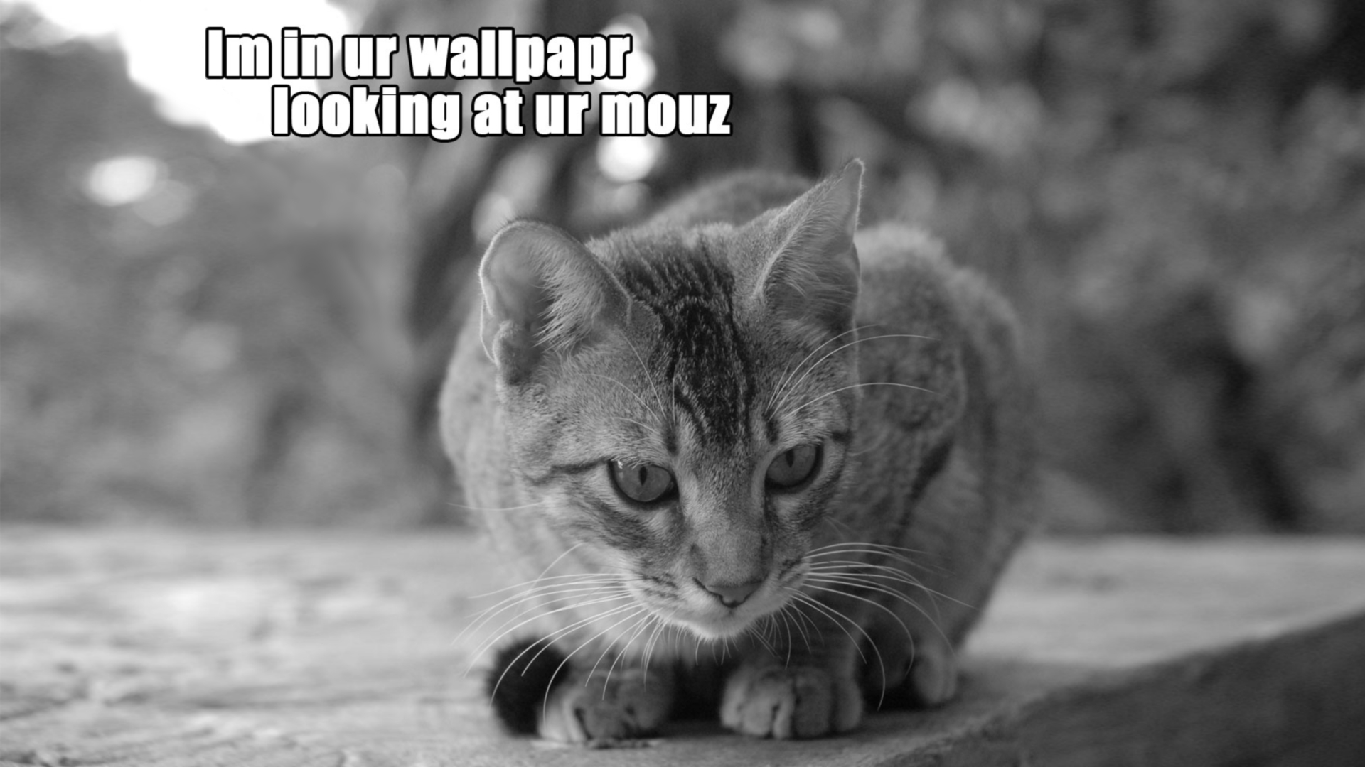Cats Humor Wallpaper Mouse Staring Monochrome