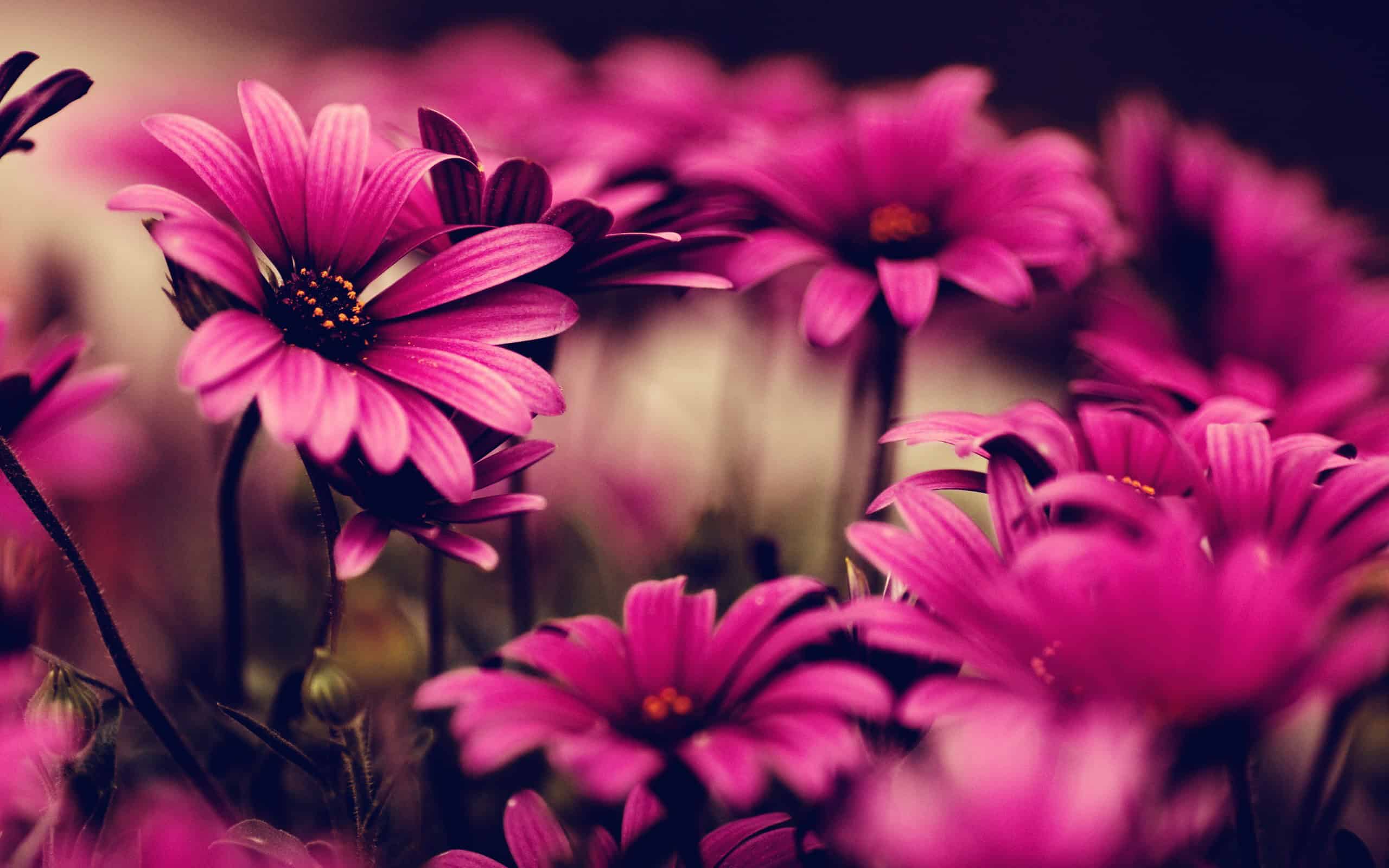 Flower Wallpaper High Resolution