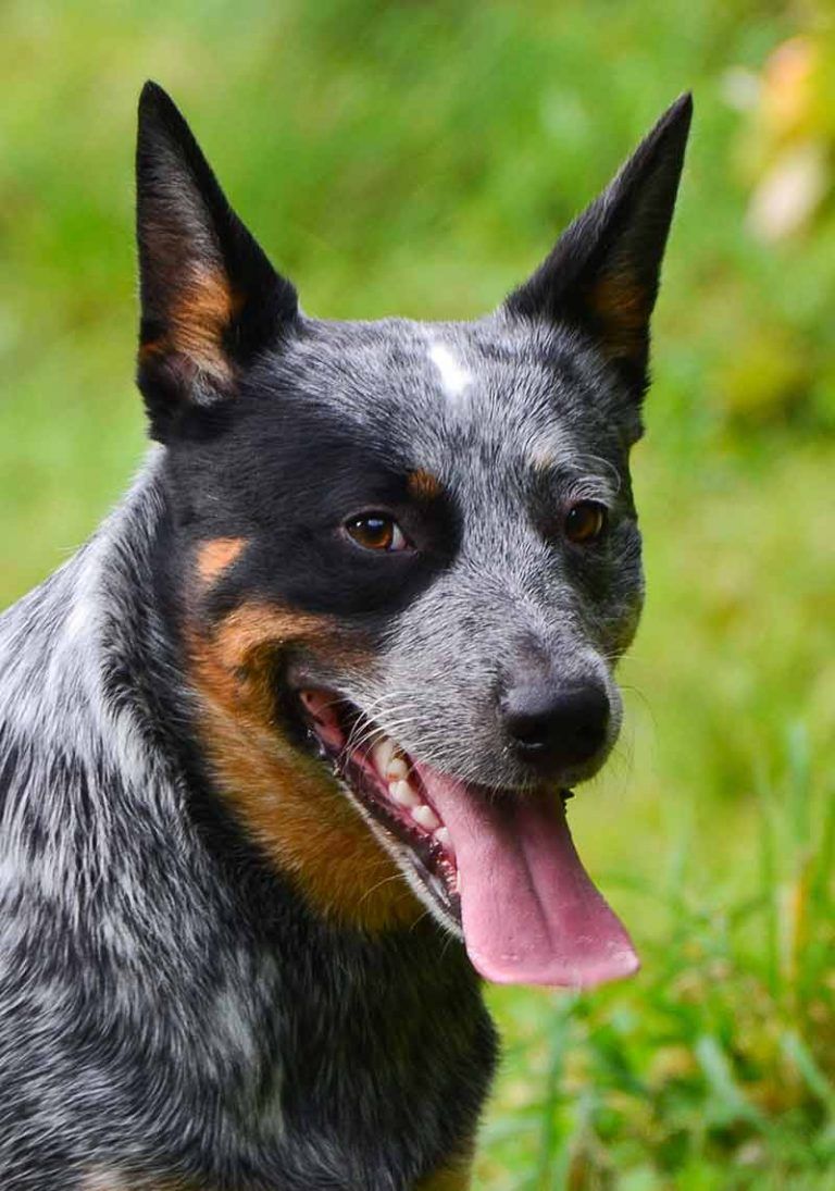 Pictures Of Blue Heelers Beautiful Image Australian Cattle
