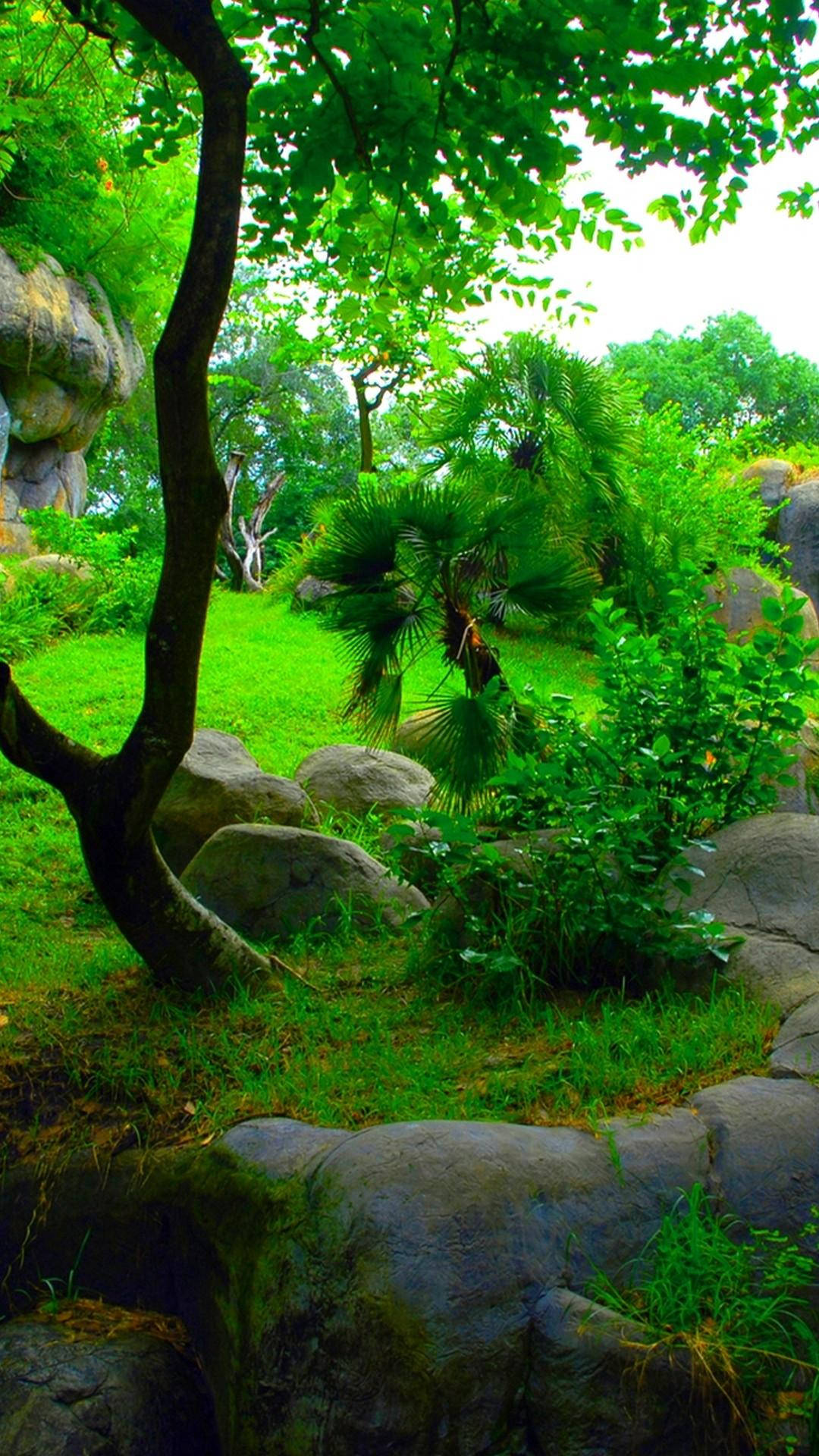 Nature Phone Wallpaper
