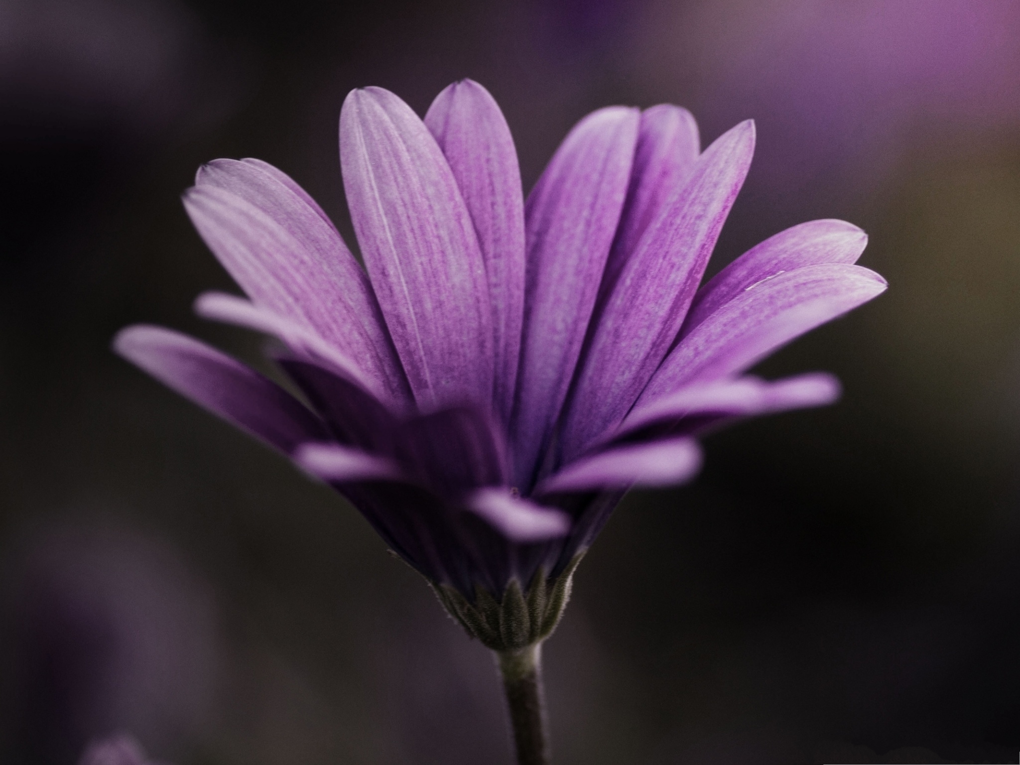 Floral Nature Landscape Purple Flower In Bloom Dark Background