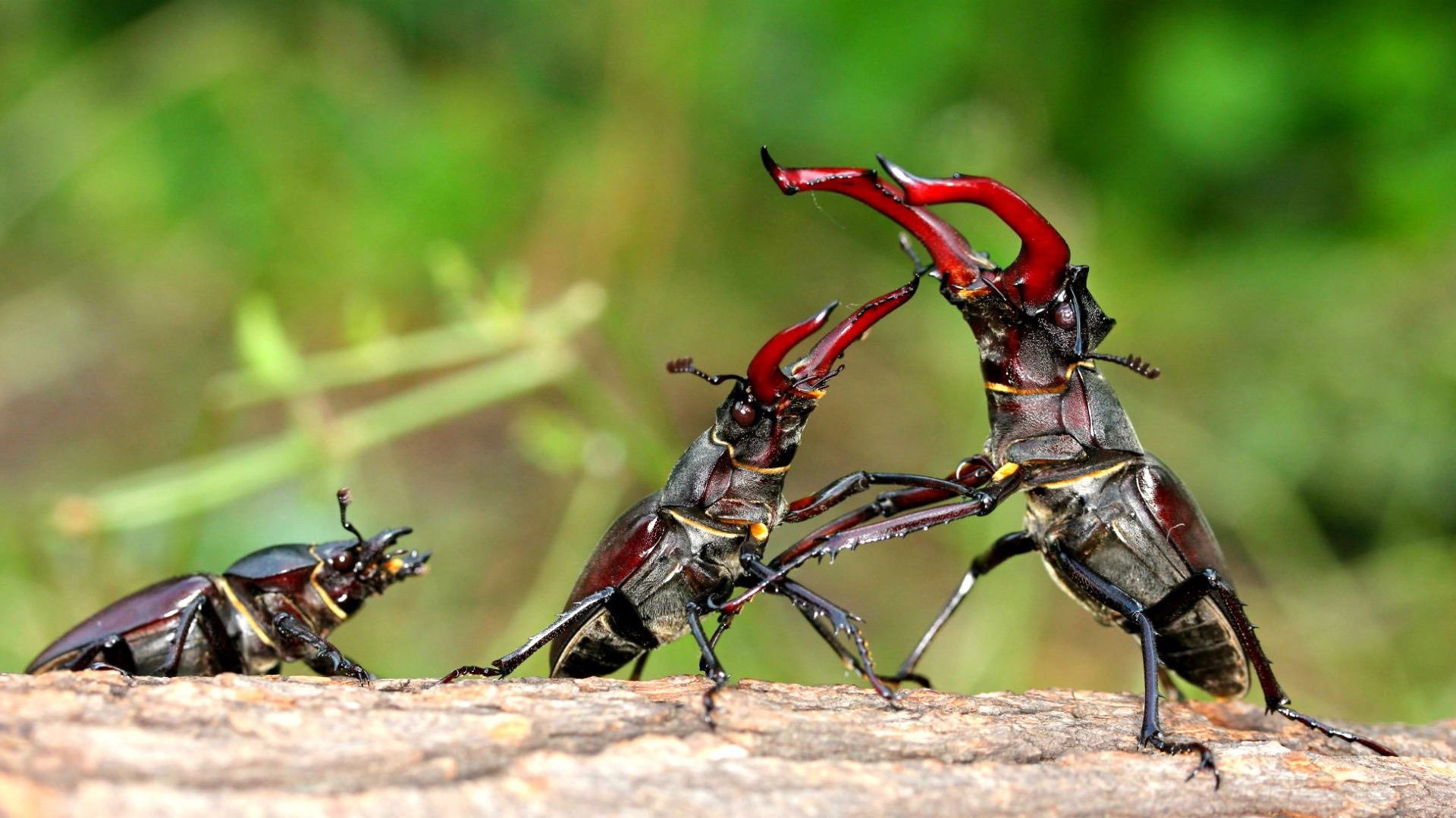 Insects Wallpaper