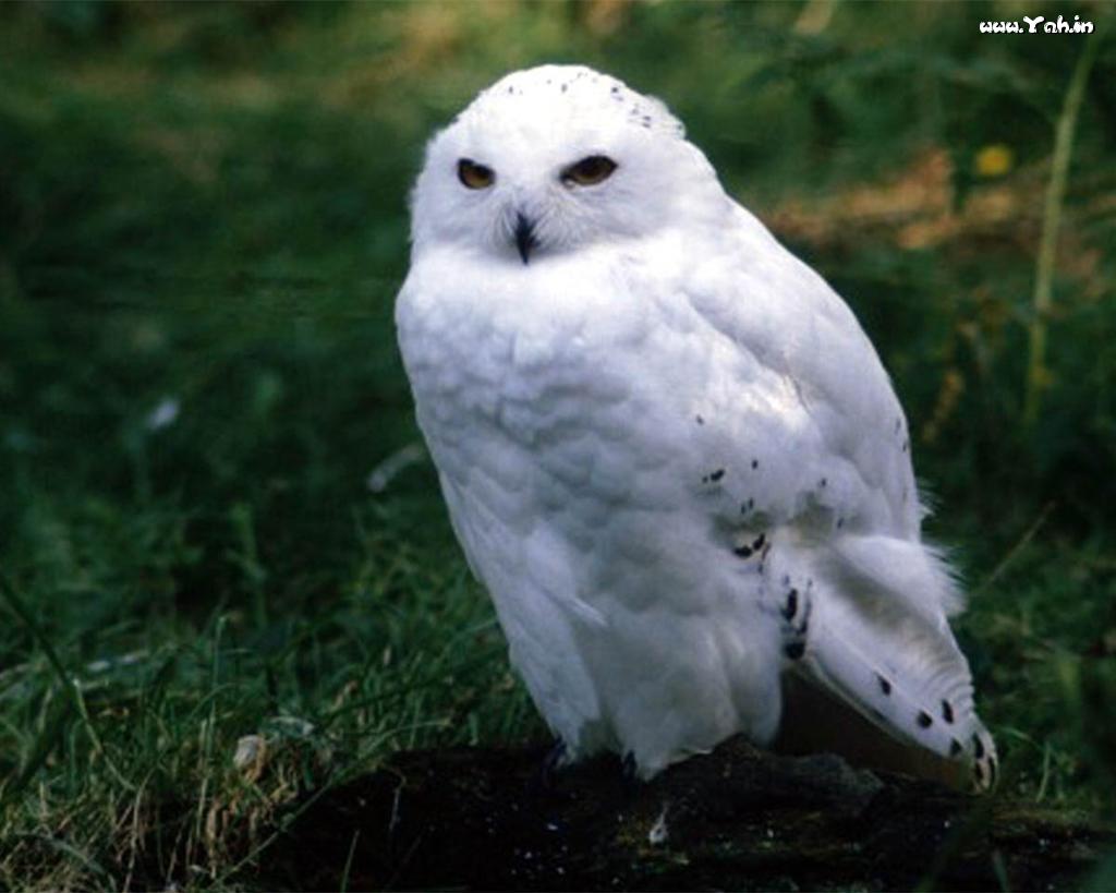 White Owls Wallpaper For Phones Owl