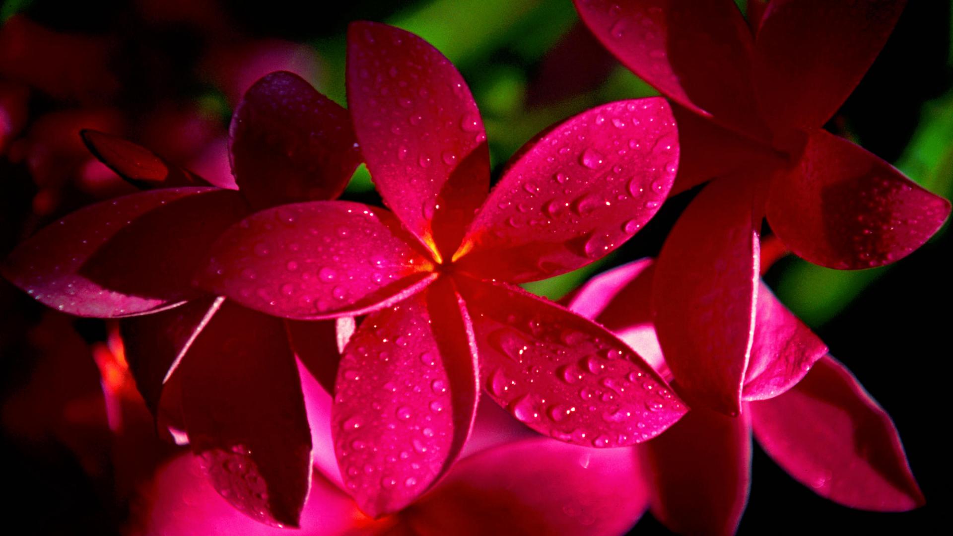 Vibrant Pink Frangipani Flowers with Water Droplets