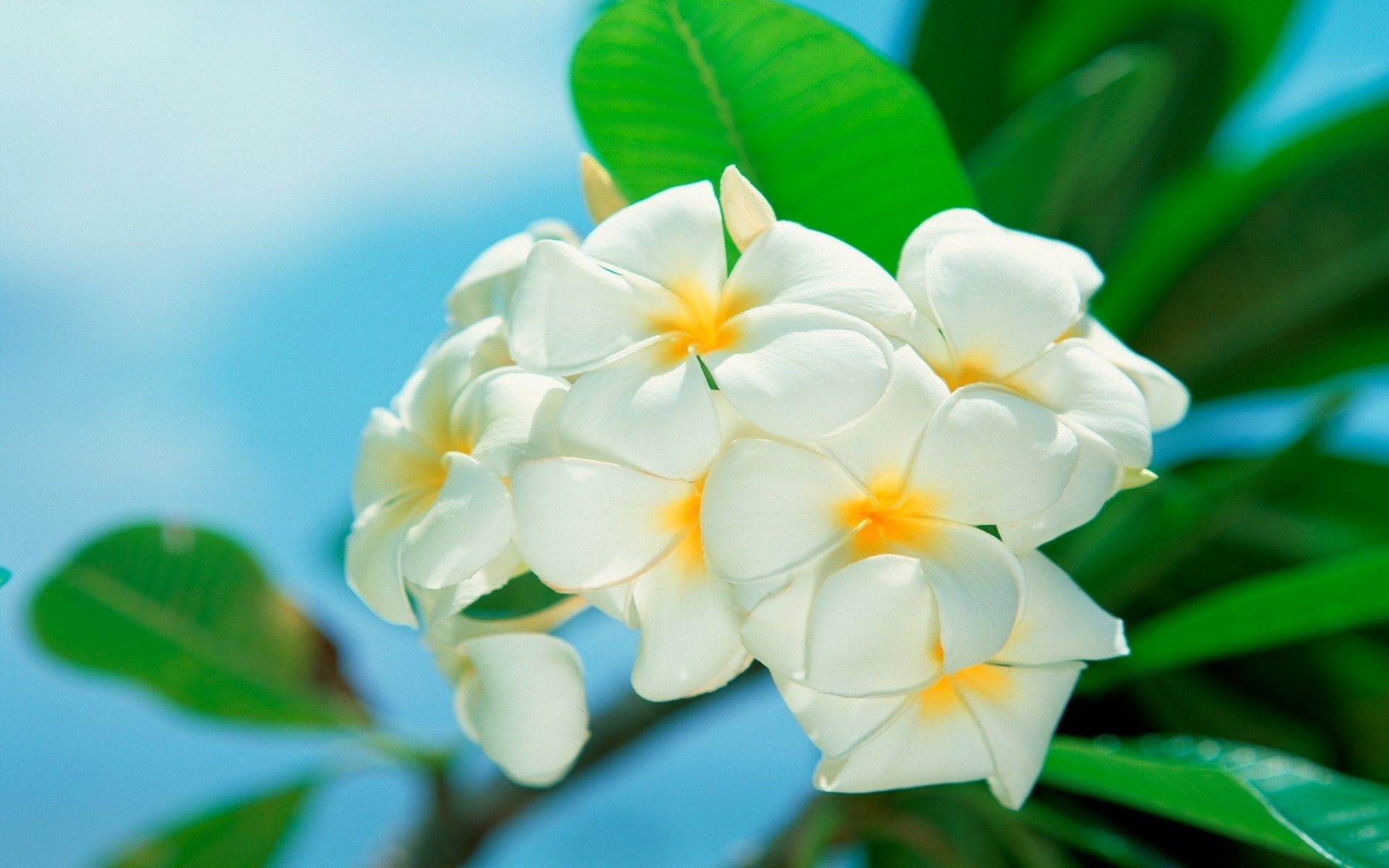 White Flowers Wallpaper