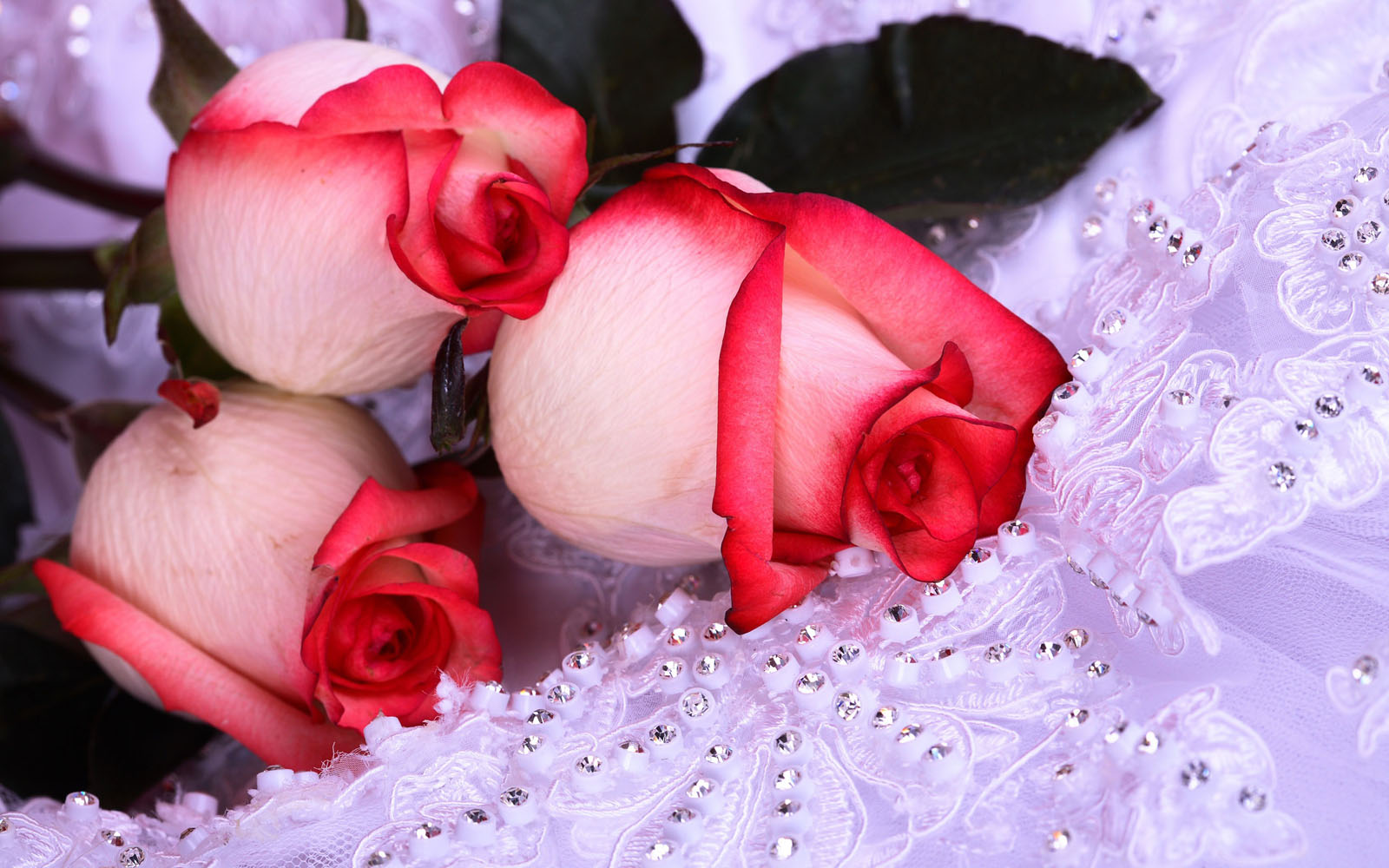 Red White Rose Wallpaper Beautiful Flower For