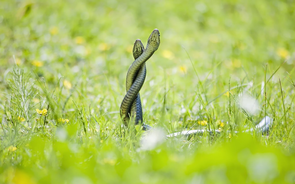 Grass Snake Wallpaper High Quality