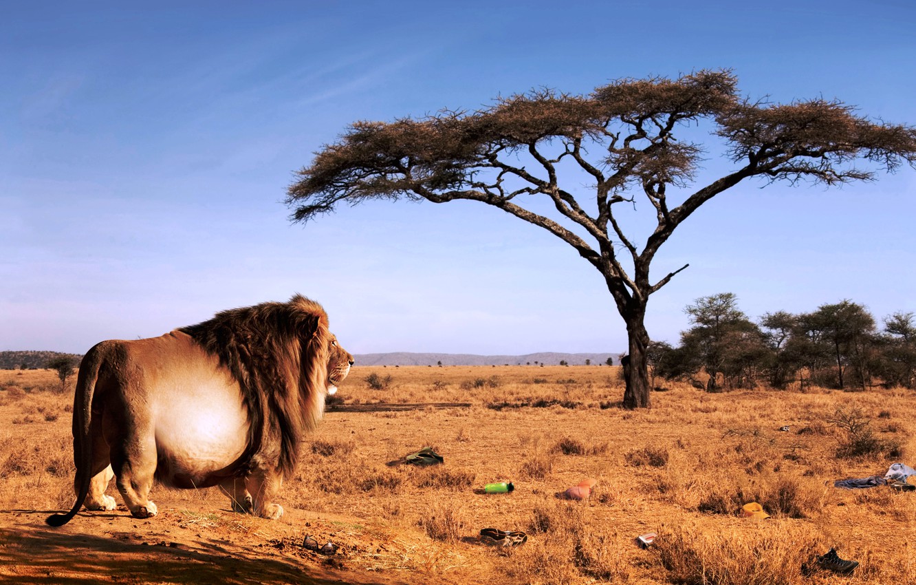 Wallpaper Leo Savana Bloated Beast Lumps Image For Desktop