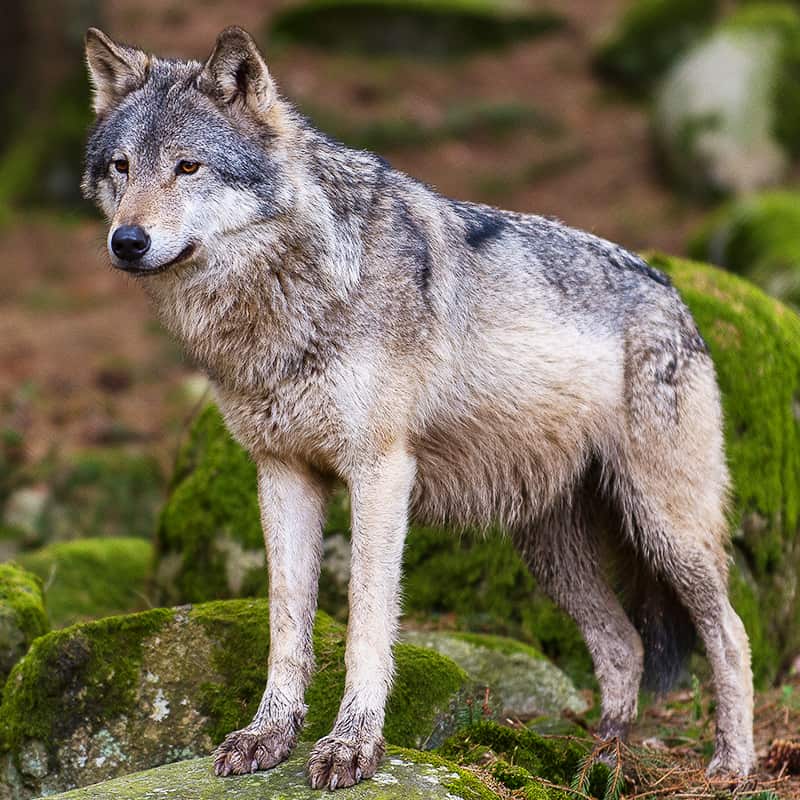 Der Wolf Wallpaper