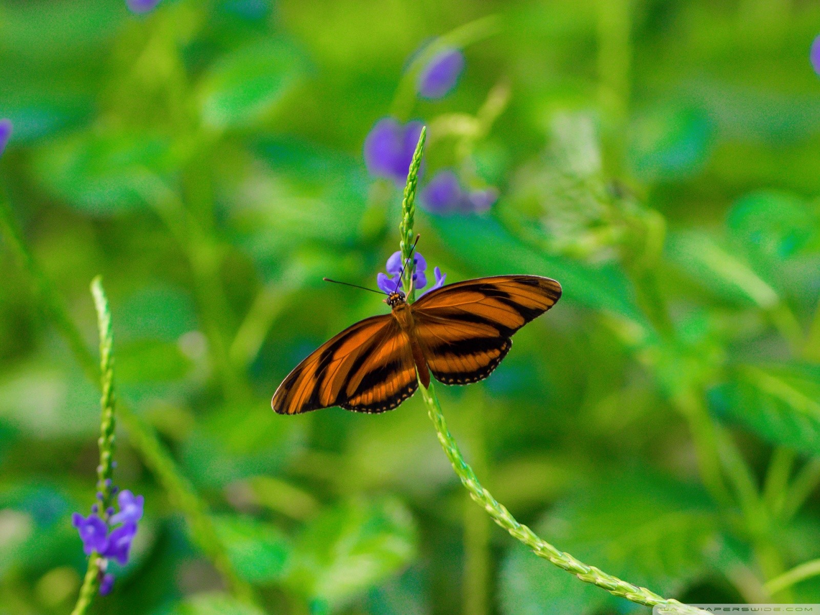 Butterfly On A Purple Flower Phone Wallpaper By Mariavancity