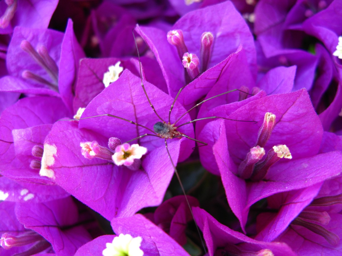 Free download missys girls purple flower purple flowers wallpapers ...