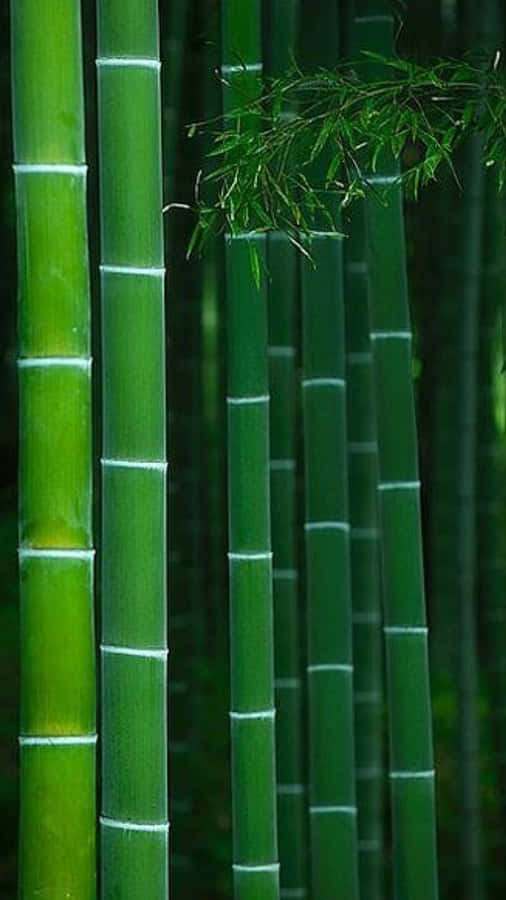 Bamboo Phone Wallpaper