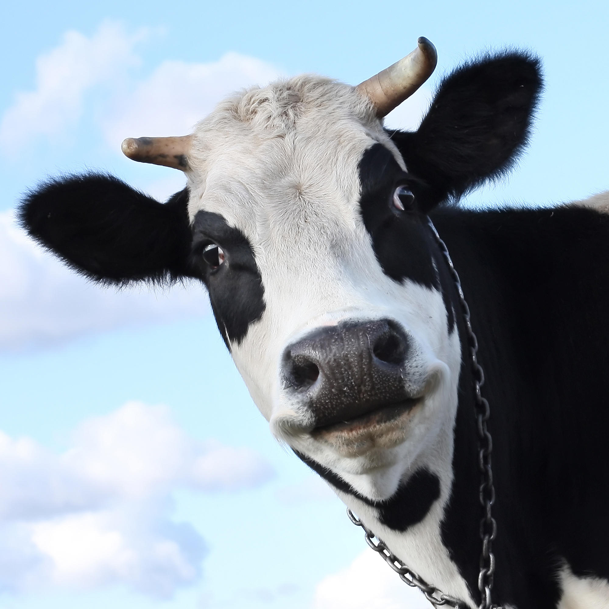 Holstein Cow Quotes And Sayings