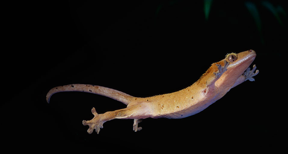 Gecko A New Caledonian Crested Leaping In The