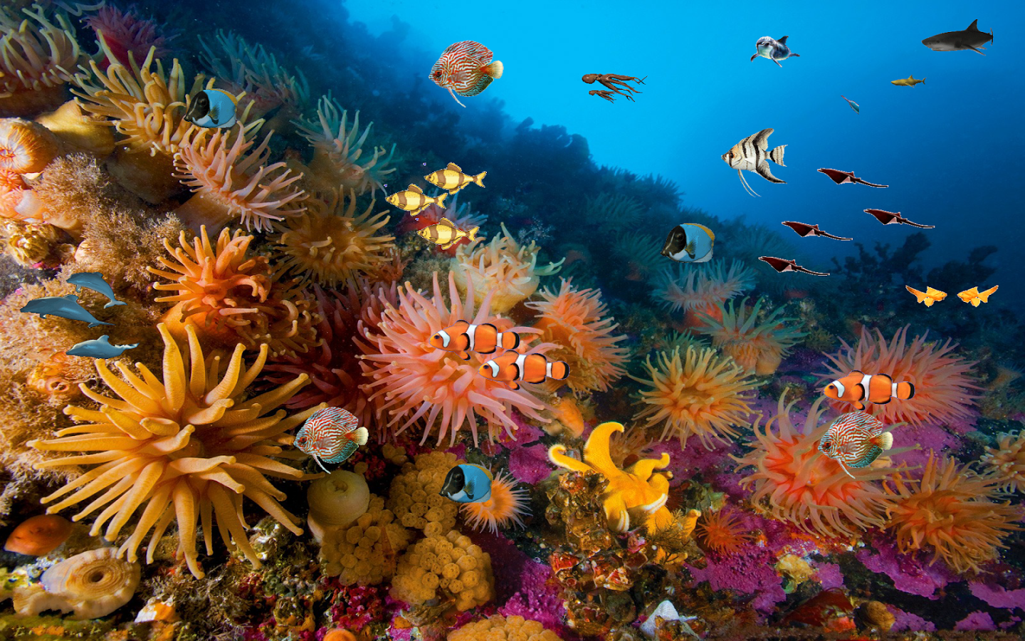 Coral reef free live wallpaper   Android Apps on Google Play