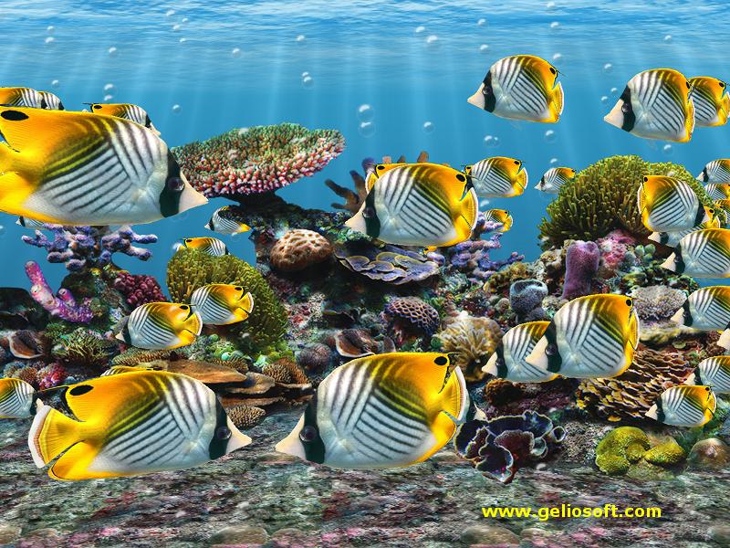 3D Screensaver and Wallpaper with Auriga Butterflyfish