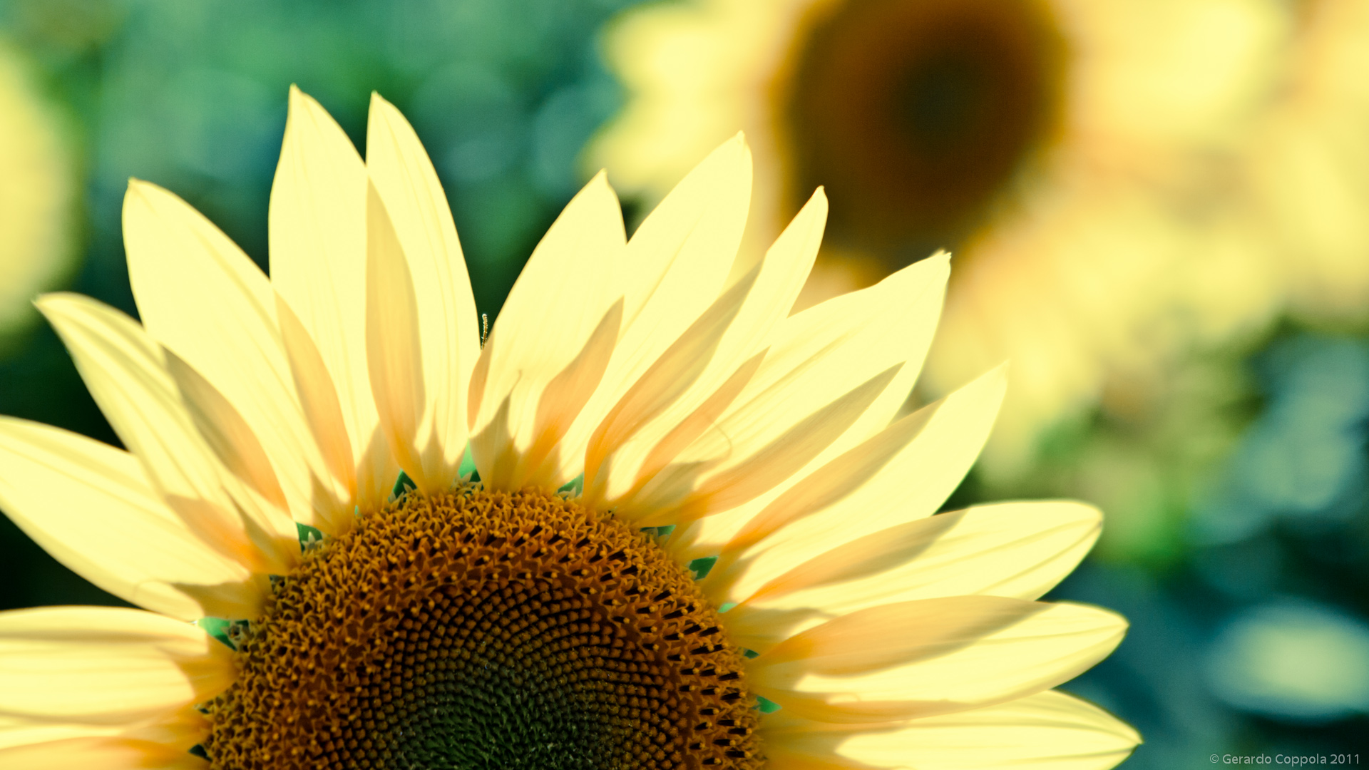 Sunflower HD Wallpaper Theme Bin Customization