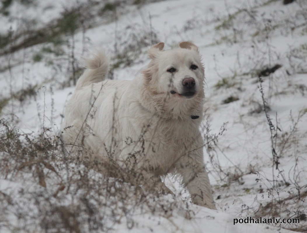 Polish Tatra Sheepdog Tentative Identification Dog Breeds Picture