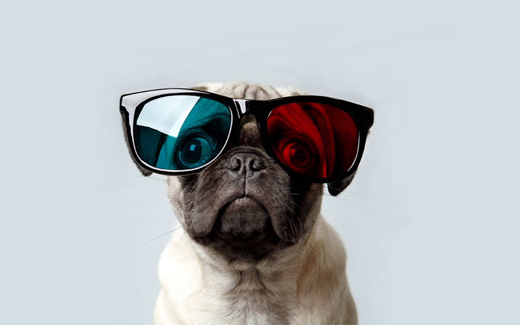 Pug Wallpaper For Walls HD Background