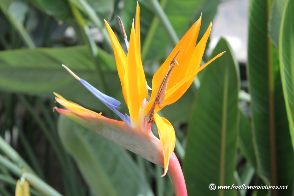 Bird Of Paradise Picture Flower Pictures