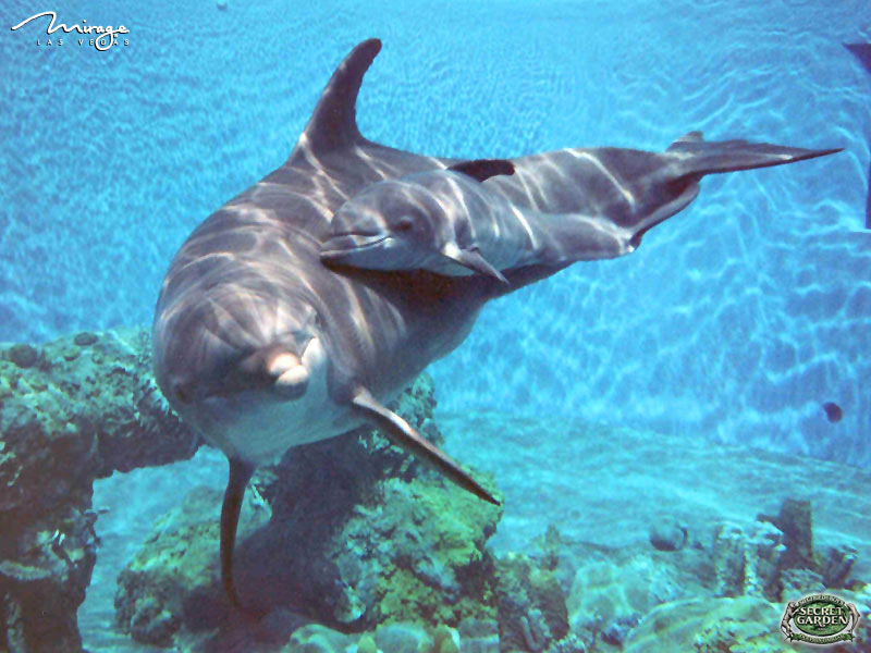 Siegfried Roy S Secret Garden Dolphin Habitat Tour Info
