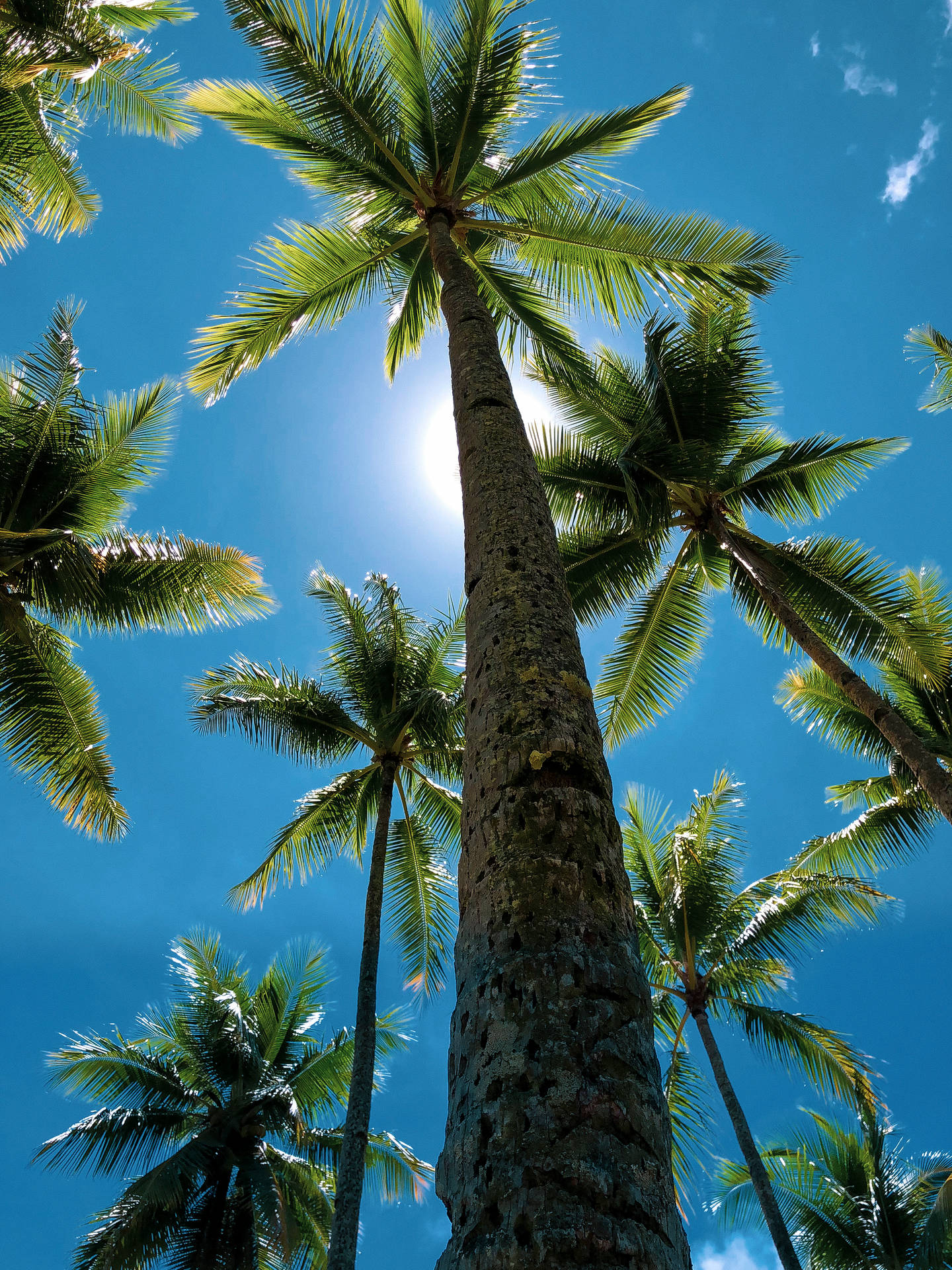Coconut Tree Wallpaper