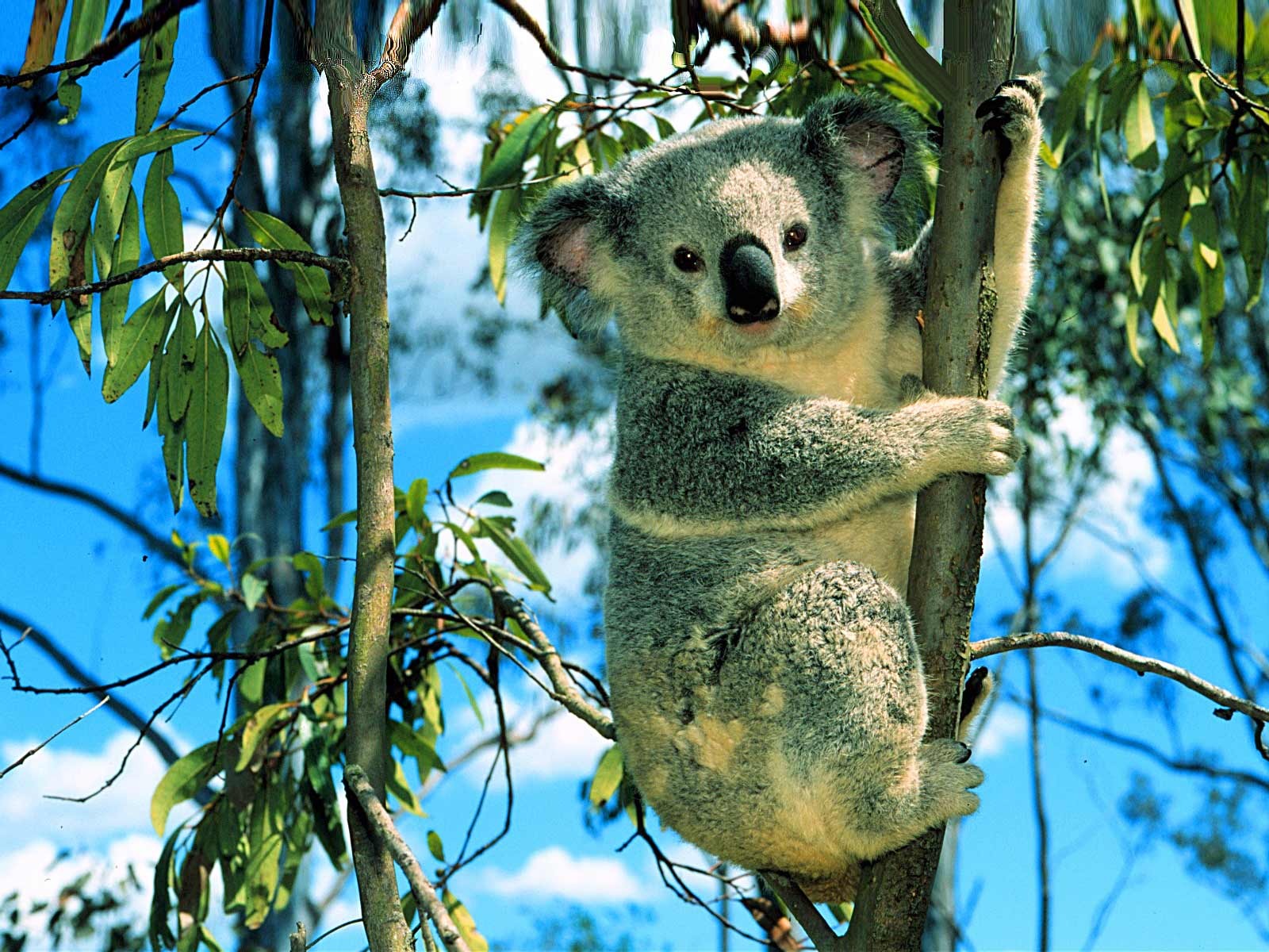 Koala Bear Desktop Wallpaper