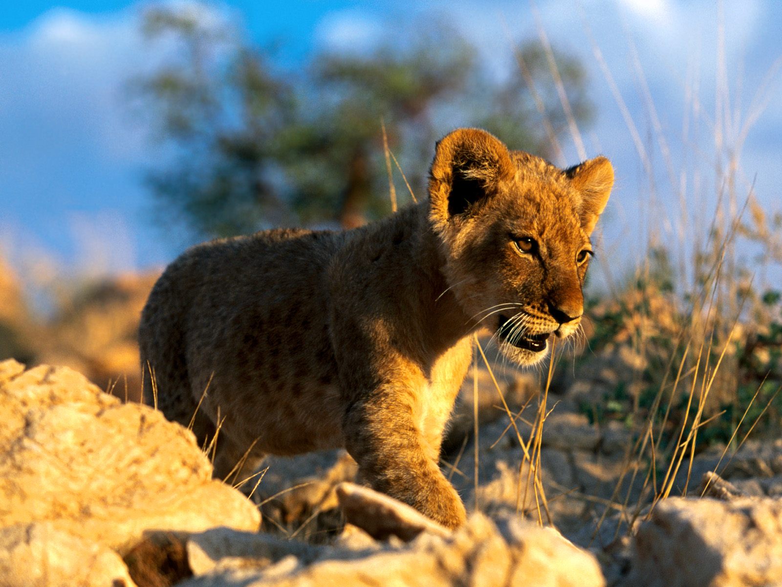 African Animals Wallpaper